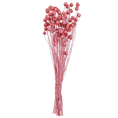 Artículo Flores secas rosa cardo seco cardo fresa teñido 50cm 100g