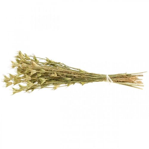 Floristik24 Flores secas comino negro decoración naturaleza Nigella 50cm 75g