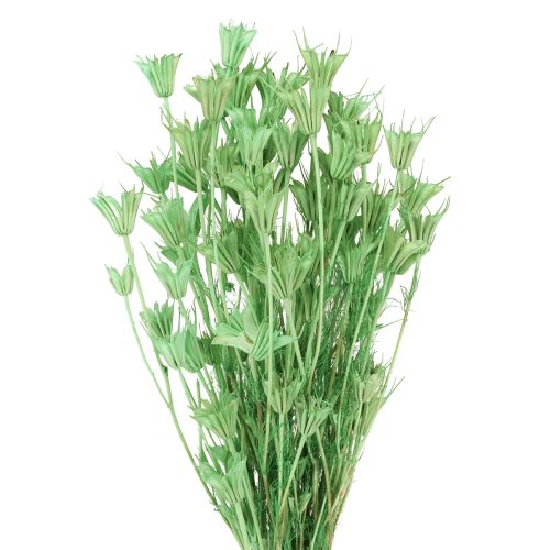Flores secas de comino negro nigella verde 50cm 100g