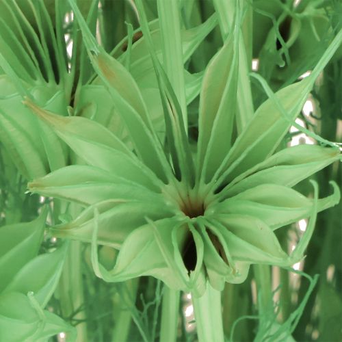 Artículo Flores secas de comino negro nigella verde 50cm 100g