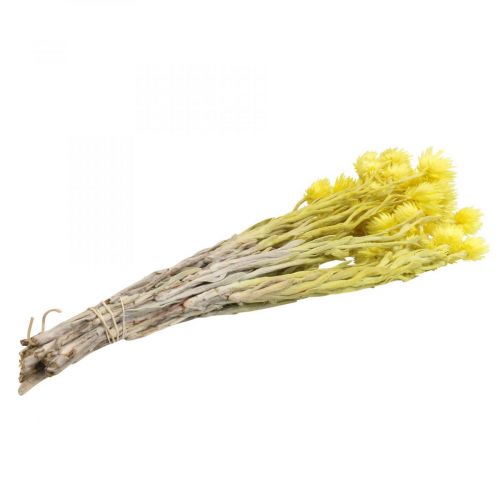 Artículo Flores secas flores de capullo flores de paja amarilla Al 42 cm