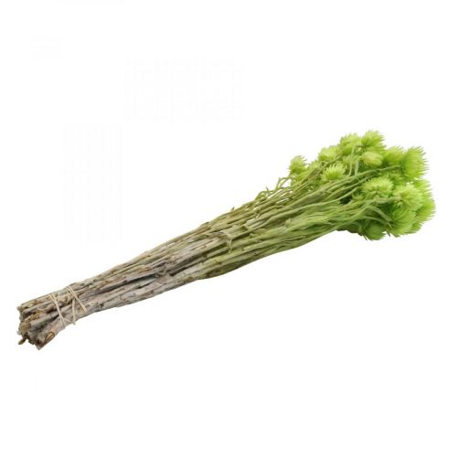 Artículo Flores secas flores de capullo flores de paja verde claro Al.42cm