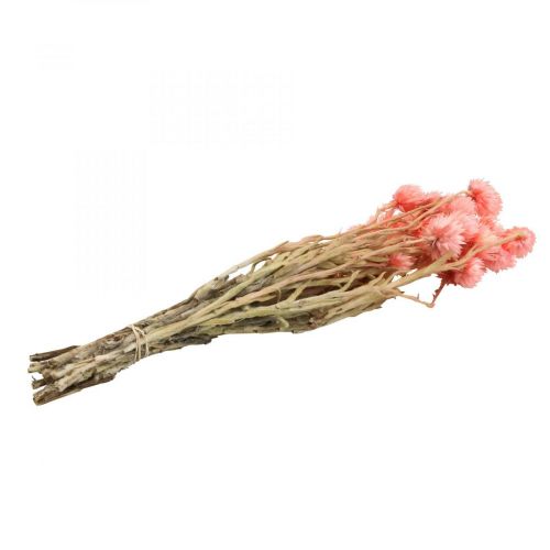 Artículo Flores secas flores de gorro flores de paja salmón Al.42cm
