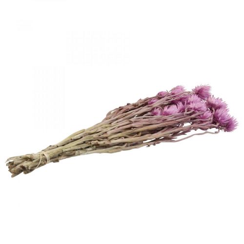 Artículo Flores secas Flores de gorro Flores de paja moradas Al.42cm