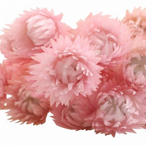 Artículo Flores secas flores de gorro flores de paja rosa Al. 42 cm