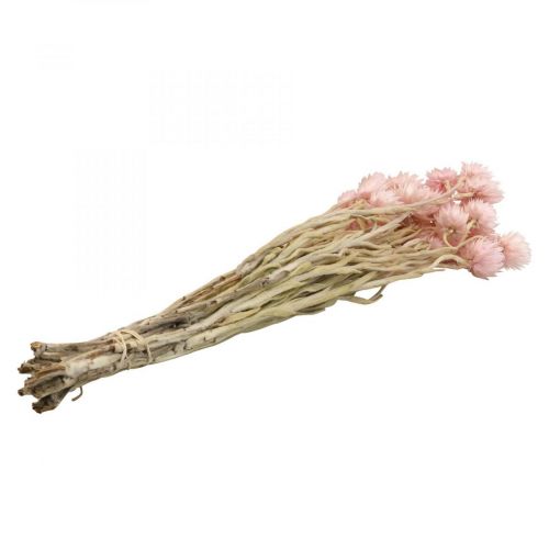 Artículo Flores secas flores de gorro flores de paja rosa Al. 42 cm