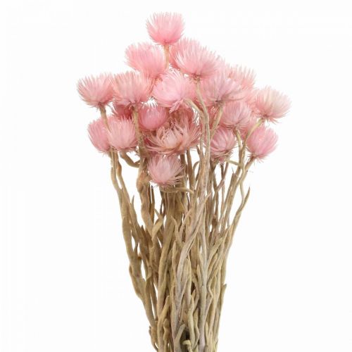 Flores secas Flores de gorra Flores de paja rosa H42cm