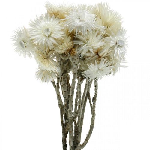 Floristik24 Flores secas cap flores blanco natural, flores de paja, ramo de flores secas Al.33cm