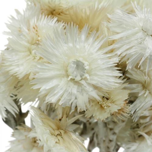 Artículo Flores secas cap flores blanco natural, flores de paja, ramo de flores secas Al.33cm