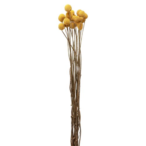 Floristik24 Flores secas Craspedia secas, muslos amarillos 50cm 20ud