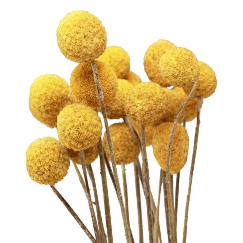 Artículo Flores secas Craspedia secas, muslos amarillos 50cm 20ud