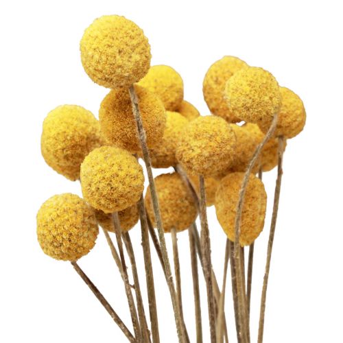 Floristik24 Flores secas Craspedia secas, muslos amarillos 50cm 20 piezas