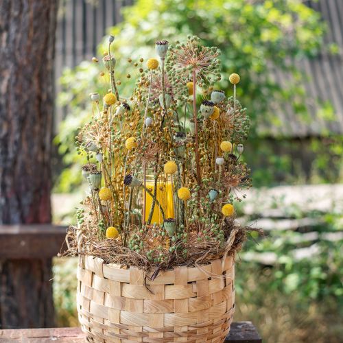 Floristik24 Flores secas Craspedia secas, muslos amarillos 50cm 20 piezas