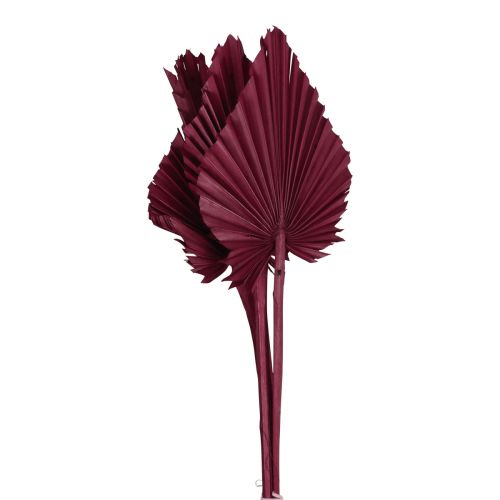Artículo Decoración de flores secas, lanza de palma rojo vino seco 37cm 4 piezas