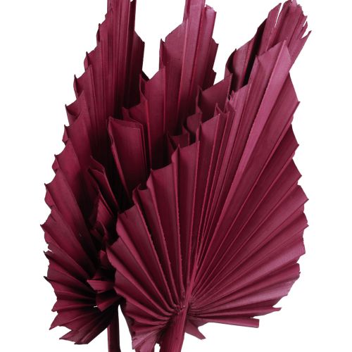Artículo Decoración de flores secas, lanza de palma rojo vino seco 37cm 4 piezas