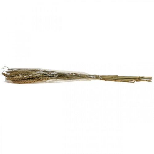 Floristik24 Flores secas mijo grano deco dry floristics 65cm 100g
