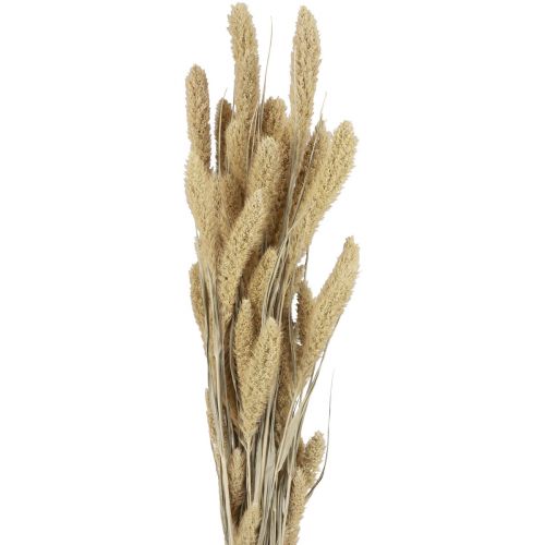 Floristik24 Flores secas mijo natural Setaria mijo de cerdas H40-60cm 60g