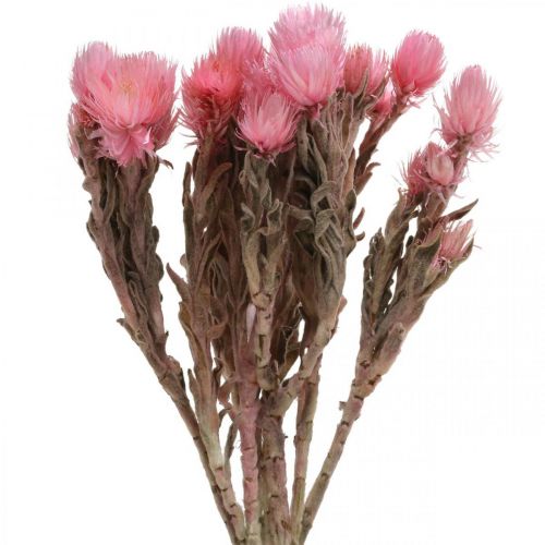 Floristik24 Flores secas Flores de gorra Flores de paja rosa Flores secas Al. 30 cm