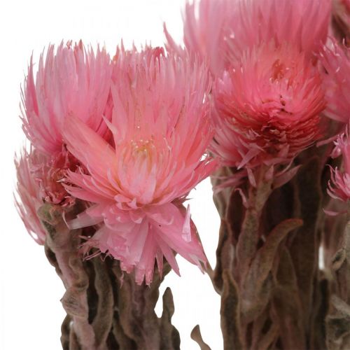 Artículo Flores secas Flores de gorra Flores de paja rosa Flores secas Al. 30 cm
