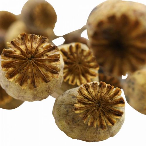 Floristik24 Cápsula de semillas de amapola de flores secas papaver amarillo amapola deco 75g