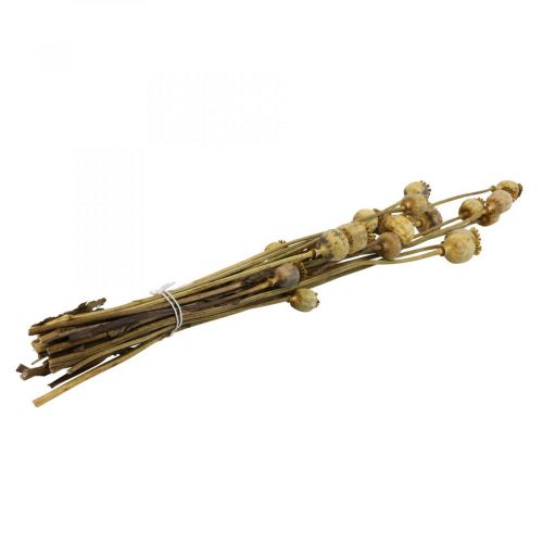 Floristik24 Cápsula de semillas de amapola de flores secas papaver amarillo amapola deco 75g