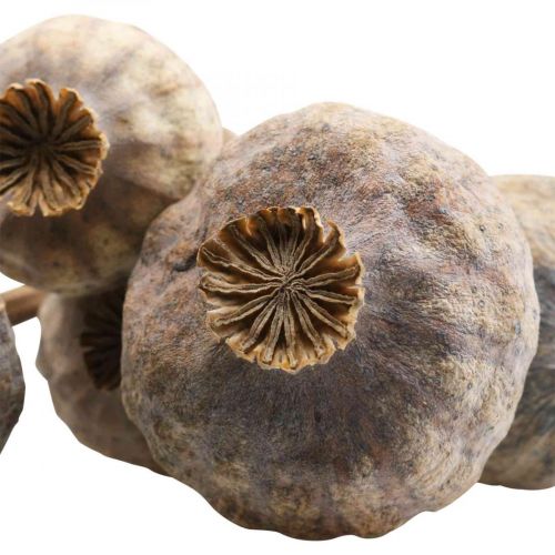 Artículo Flores secas cápsulas de amapola grandes amapolas decorativas naturales 5 piezas