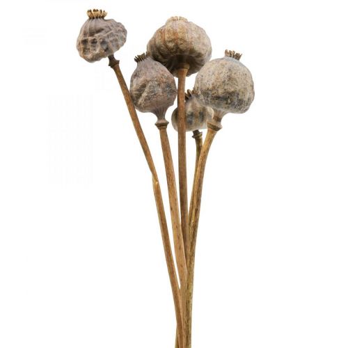 Artículo Cápsulas de flores secas de amapola, gran decoración natural, amapola, 5 uds.