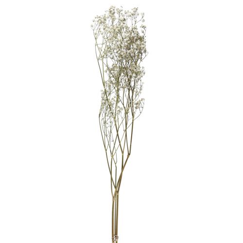 Floristik24 Flores secas Gypsophila Gypsophila Blanco 58cm 7g
