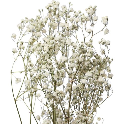 Artículo Flores secas Gypsophila Gypsophila Blanco 58cm 7g