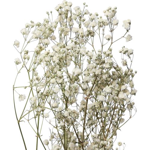 Floristik24 Flores secas Gypsophila Gypsophila Blanco 58cm 7g