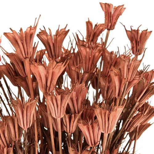 Artículo Flores secas comino negro decoración rojo marrón Nigella 40cm 100g