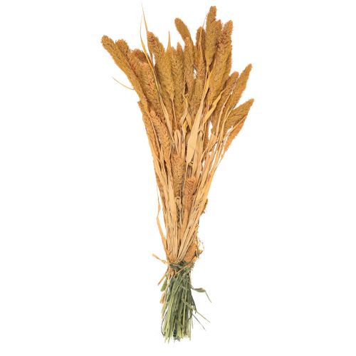 Artículo Flores secas, Setaria Pumila, mijo de cerdas naranja 72cm 225g