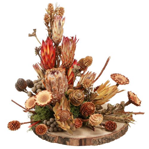 Floristik24 Decoración seca conos de protea exótica Bellgum L24–48cm 580g