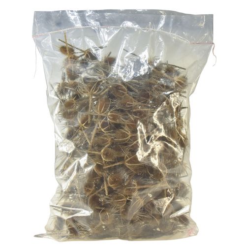 Artículo Tarjeta decorativa seca cardos cardo silvestre naturaleza 1kg