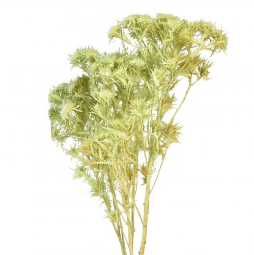 Decoración seca cardo salvaje verde claro 85g
