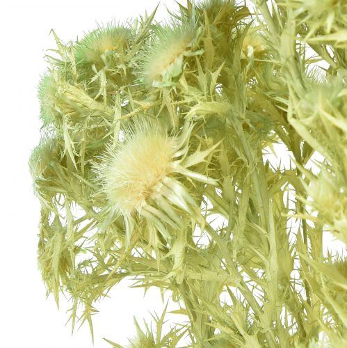 Artículo Decoración seca cardo salvaje verde claro 85g