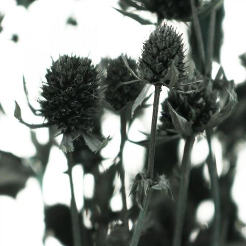Floristik24 Cardo Seco Cardo Fresa Negro Flores Secas 100g