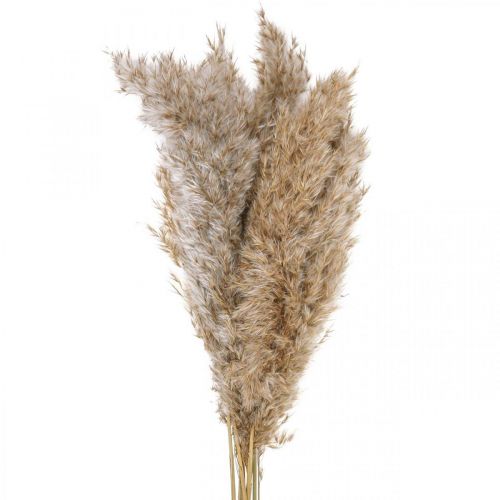 Floristik24 Hierba seca juncia hierba decorativa seca natural 70cm 10 piezas
