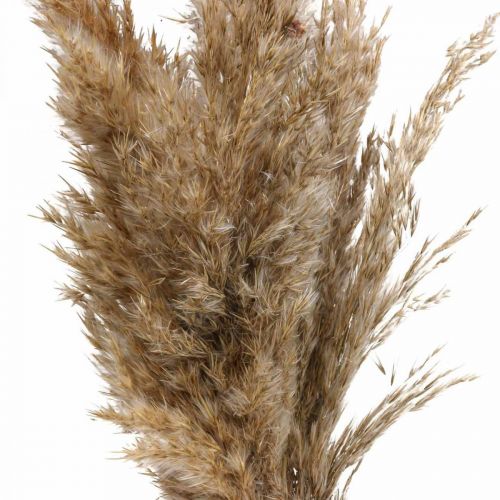 Floristik24 Hierba seca juncia hierba decorativa seca natural 70cm 10 piezas