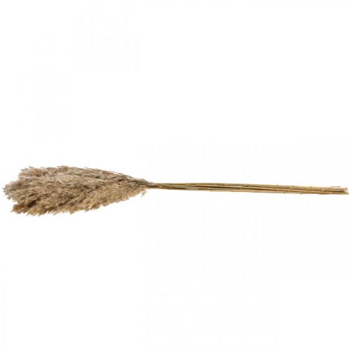 Floristik24 Hierba seca juncia hierba decorativa seca natural 70cm 10 piezas