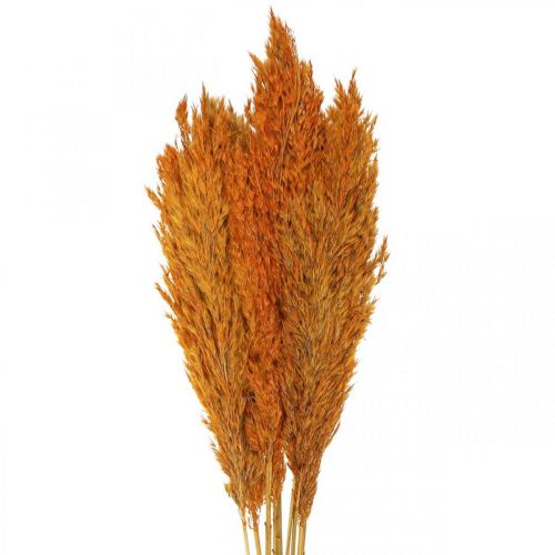 Floristik24 Hierba seca, juncia, seca, hierba decorativa, naranja, 70 cm, 10 piezas