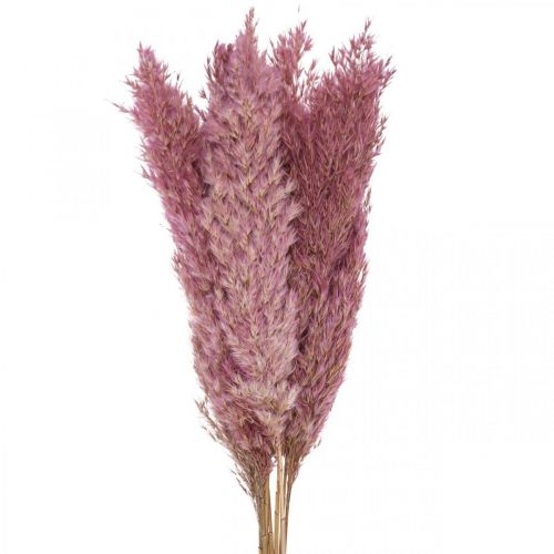 Hierba seca Hierba de juncia hierba decorativa seca rosa 70cm 10 piezas