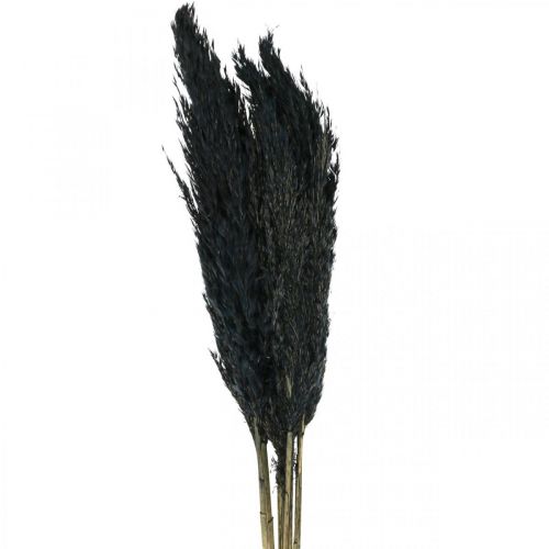 Floristik24 Hierba seca Hierba de juncia hierba decorativa negra seca 70cm 10 piezas
