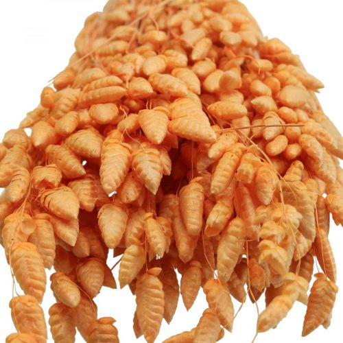 Floristik24 Ramo seco de hierba temblorosa Apricot Briza hierba ornamental 55cm 50g