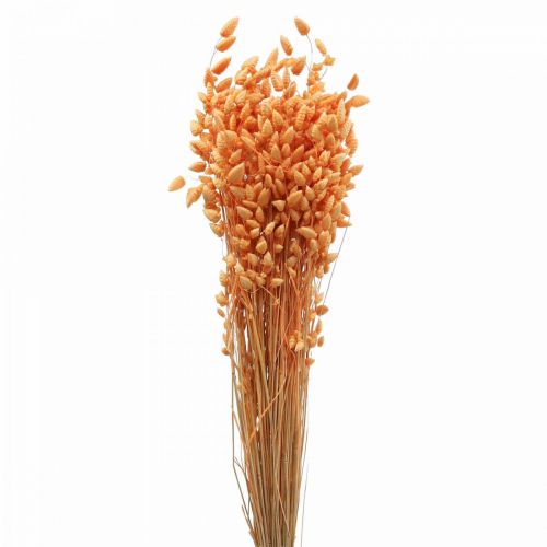Floristik24 Ramo seco de hierba temblorosa Apricot Briza hierba ornamental 55cm 50g
