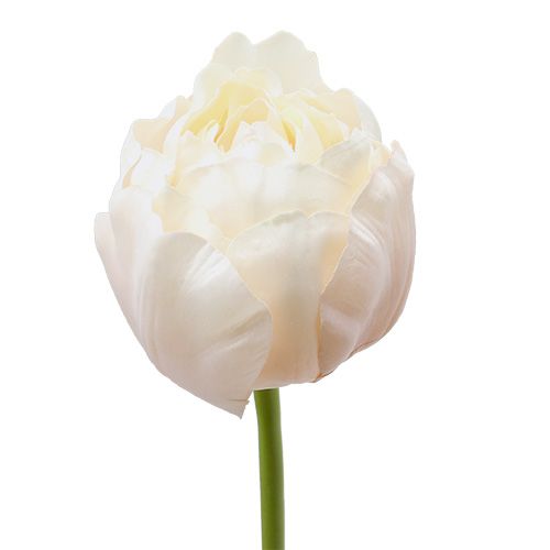 Floristik24 Tulipán blanco-rosa 86cm 3uds