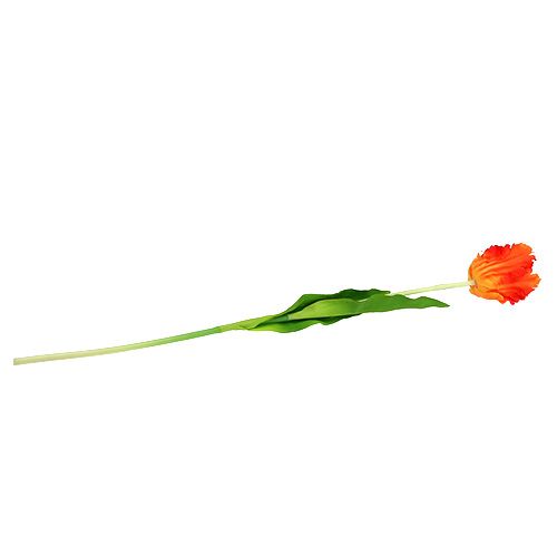 Floristik24 Tulipán naranja 70cm