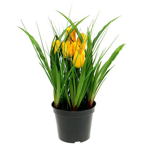 Floristik24.es Tulipanes en maceta amarilla 30cm - comprar barato en línea