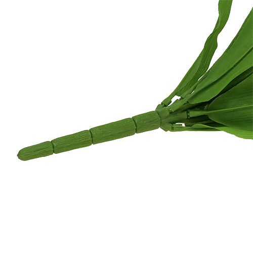 Floristik24 Arbusto de tulipán blanco 30cm