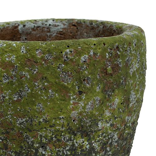 Floristik24 Jardinera con musgo Ø10cm H10.5cm 4pcs